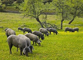 Pata Negra
